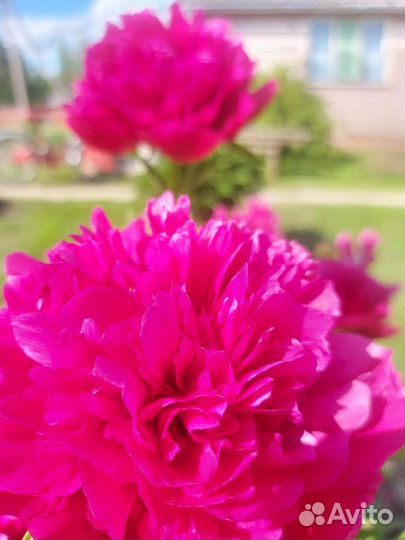 Пионы саженцы