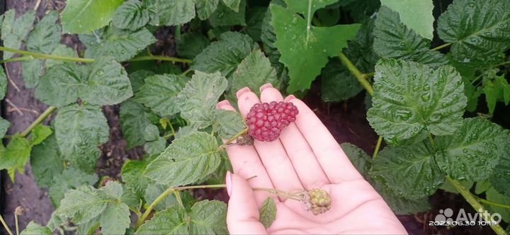 Ежемалина тайбери,букингем тайбери