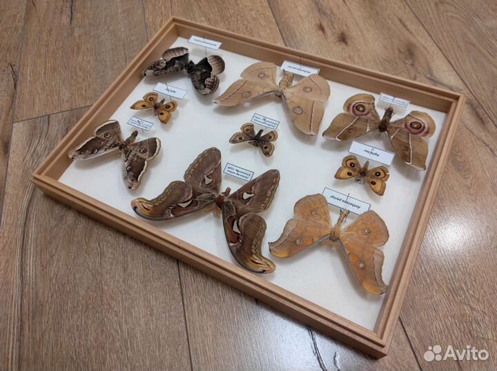 Коллекция ночных бабочек сатурний