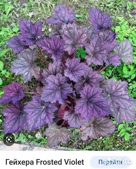 Гейхеры, Седум, Флокс ранний, Кочедыжник