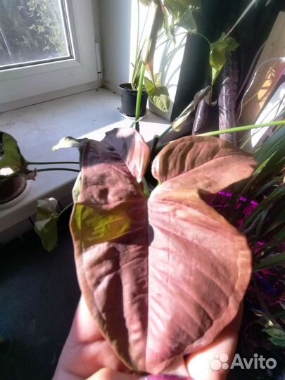 Сингониумы распродаю