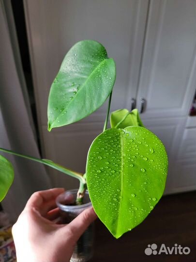 Драцена Флорида бьюти и пр