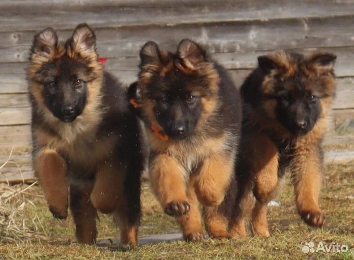 Немецкая овчарка