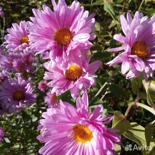 Рассада цветов