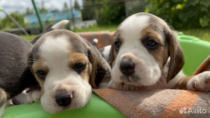 Щенки бигль
