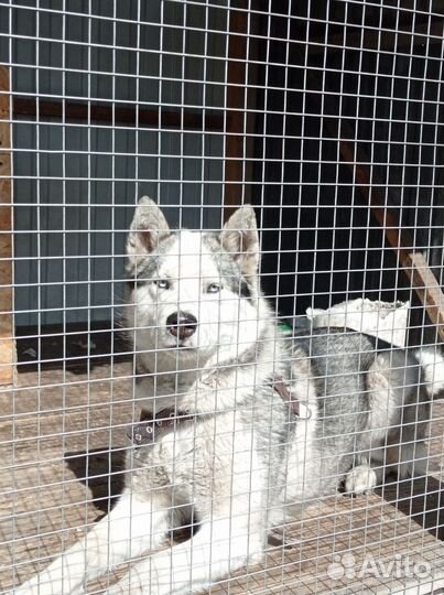 Собака в добрые руки отдам бесплатно