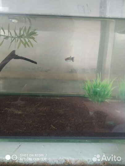 Аквариум укомплектованный