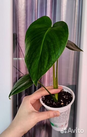 Комнатные цветы