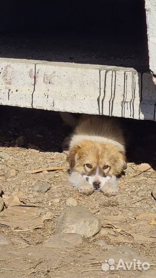 Три щеночка