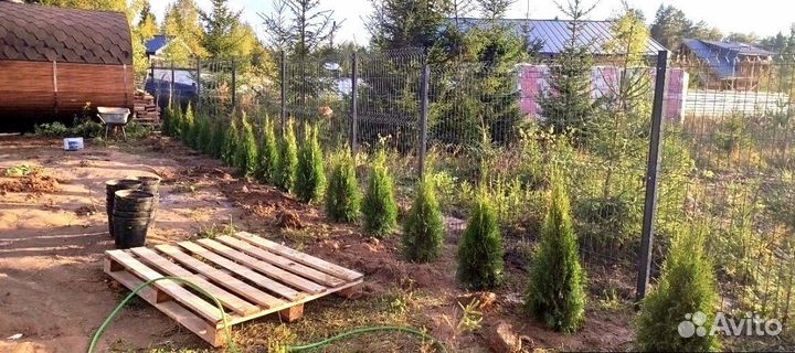 Туя екстра класса