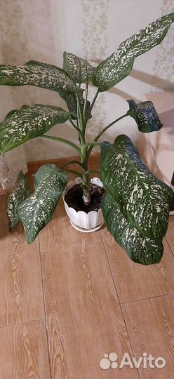 Диффенбахия