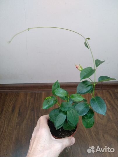 Дипладения (мандевилла)