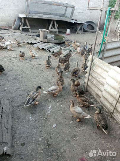 Утки для охоты