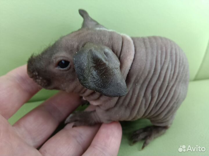 Морские свинки скинни мальчик малыш с доставкой