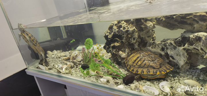 Аквариум с черепашками