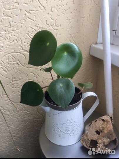 Пеперомия Рейндроп