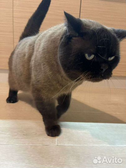 Вязка с Британцем