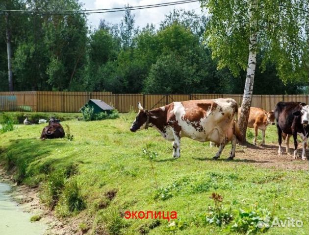 Натуральное фермерское сливочное масло