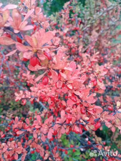 Саженцы декоративных растений