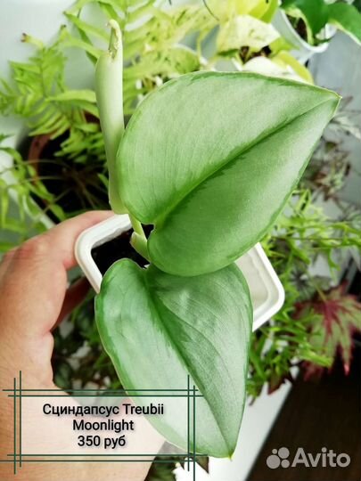 Эпипремнумы (сциндапсусы)