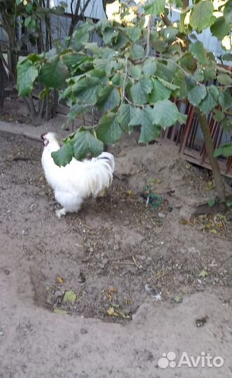 Петух китайский шелковый абориген