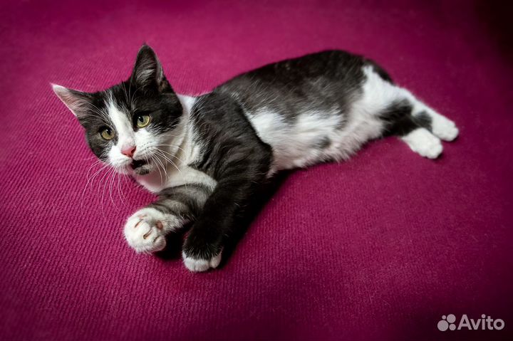 Озорной и добрый Тоторо ищет дом