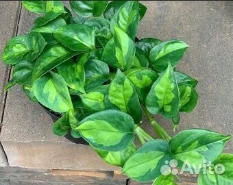 Сциндапсус Global green