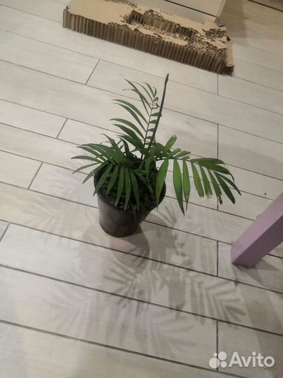 Комнатные цветы