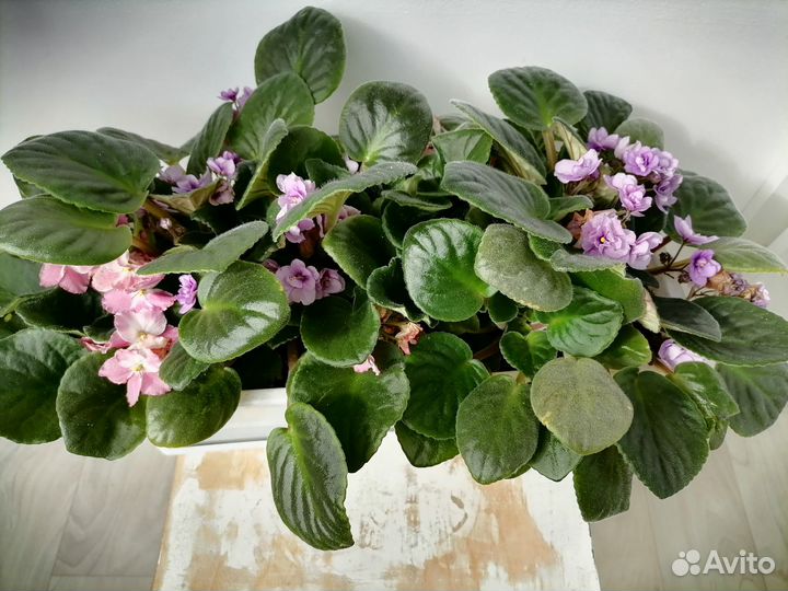 Фиалки розовые и сиреневые