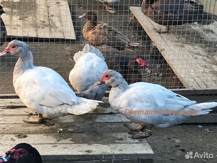 Мускусные индоутята, инкубационное яйцо, селезни