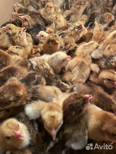 Цыплята Кучинская юбилейная