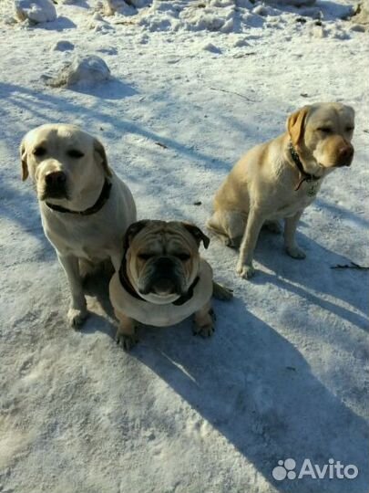 Дрессировка собак(выезд) гостиница собак и кошек