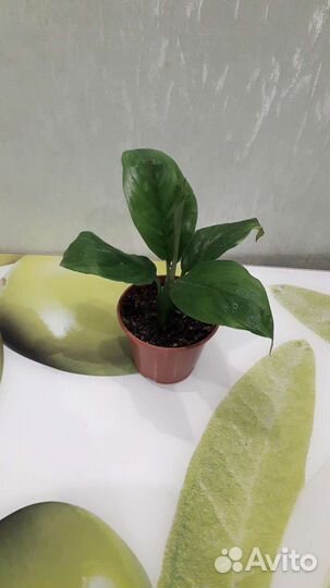 Комнатные цветы и растения