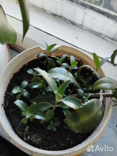 Каланхоэ лечебное