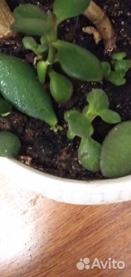 Красивое денежное деревце