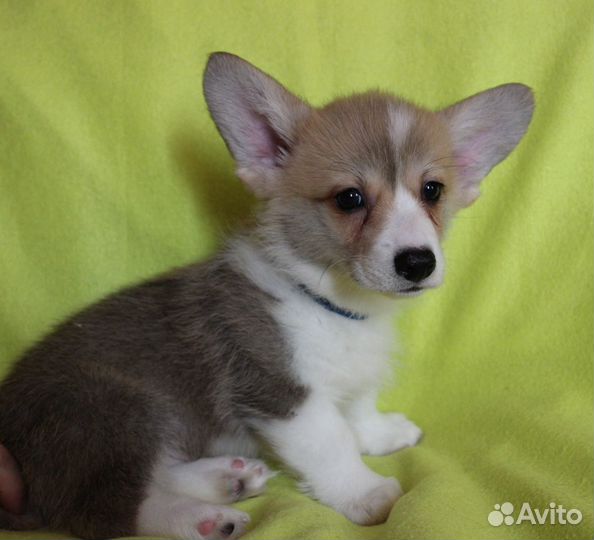 Вельш Корги Пемброк