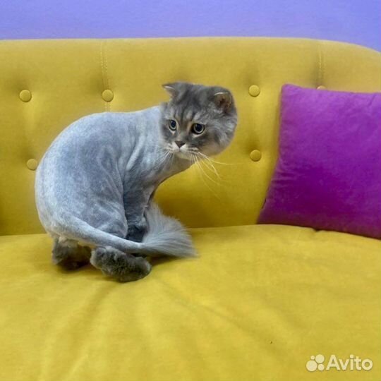 Стрижка котов и кошек экпресс линька