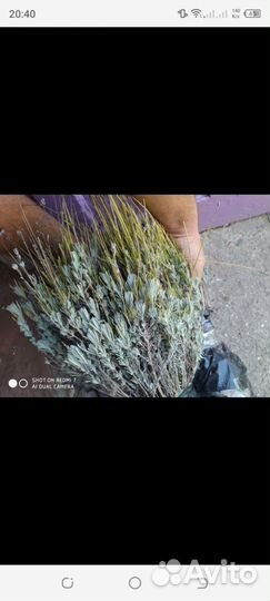 Лаванда Саженцы Оптом