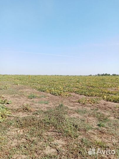 Арбузы и дыни