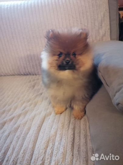 Щенки шпица