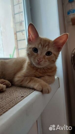 Рыжий котенок в дар 2 месяца