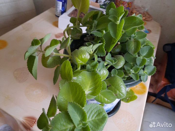 Комнатная мята