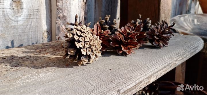 Шишки сосновые