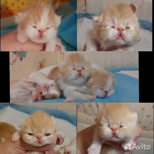 Экзотическая короткошерстная кошка