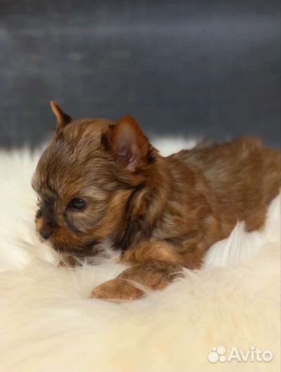 Йоркширский терьер/ цветной йорк