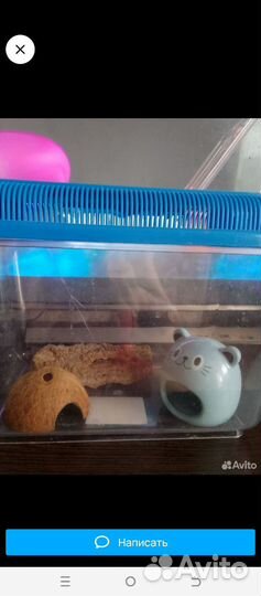 Контентер +еще