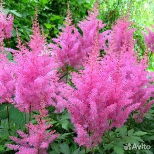 Астильба Арендса Gloria Purpurea Саженцы, Рассада