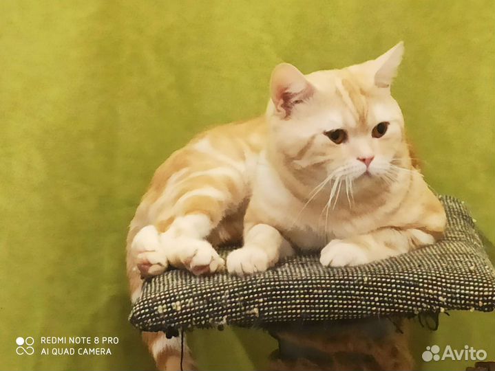 Шотландский кот на вязку