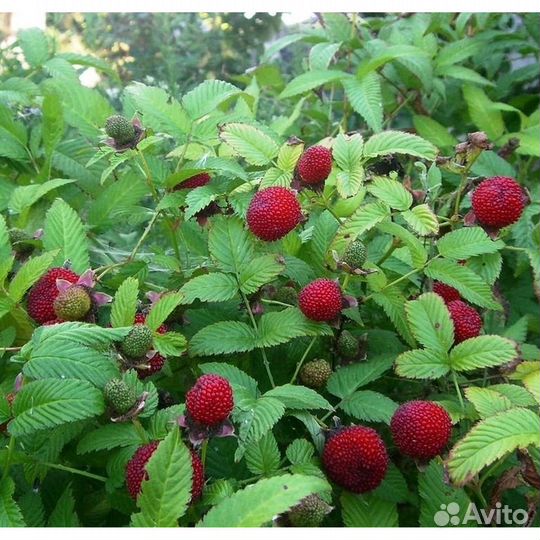 Саженцы Miao, Мяо, тибетская малина, малина розол