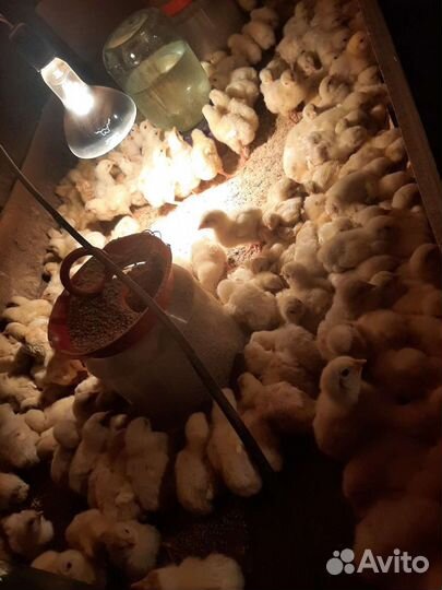 Бройлеры,гусята,утята,муларды,индюшата